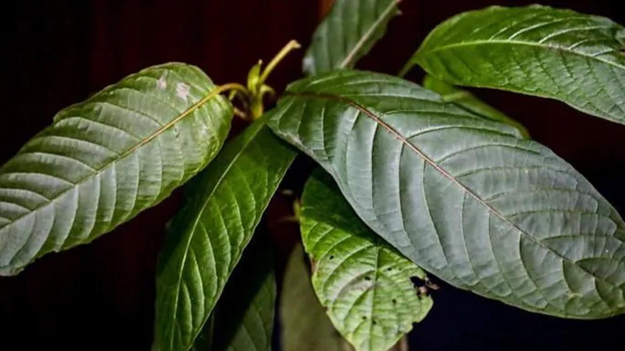 "Sekarang ini kita sedang meminta Kementerian Kesehatan untuk masuk narkotika golongan 1. Tapi kemarin hasil pembahasan, kratom itu merupakan tanaman endemik di Kalimantan Barat," ujarnya