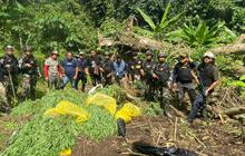 Satgas Yonif 122/TS Berhasil Amankan Lahan Ganja Seluas 600 Meter di Perbatasan RI-PNG