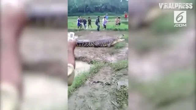 VIDEO: Geger Buaya Kejar Warga di Perkampungan