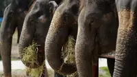 Aceh Jaya Kembangkan Wisata Alam Gampong Gajah
