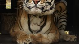 Seekor harimau di dalam peti dilepaskan ke kandang di Lionsrock Big Cat Sanctuary di Bethlehem, Afrika Selatan, Sabtu (12/3/2022). Empat harimau sebelumnya selama 15 tahun tinggal di gerbong kereta yang ditinggalkan rombongan sirkus di San Luis, Argentina Barat. (AP Photo/Themba Hadebe)