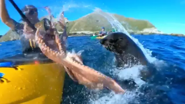 Sedang Naik Perahu, Pria Ini Ditampar Anjing Laut