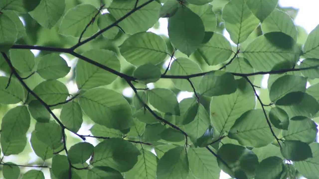 Manfaat Daun Herbal untuk Asam Urat, Simak Cara Pengolahannya