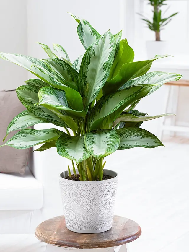 Chinese Evergreen