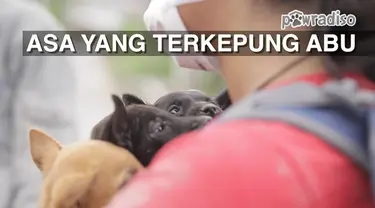 Desa Gamber yang terletak 5km dari puncak Sinabung menyisakan beberapa hewan peliharaan dan ternak yang belum terevakuasi, sementara bahaya erupsi masih terus mengintai desa ini. Animal Defenders dan Garda Satwa Indonesia datang langsung dari Jakarta...