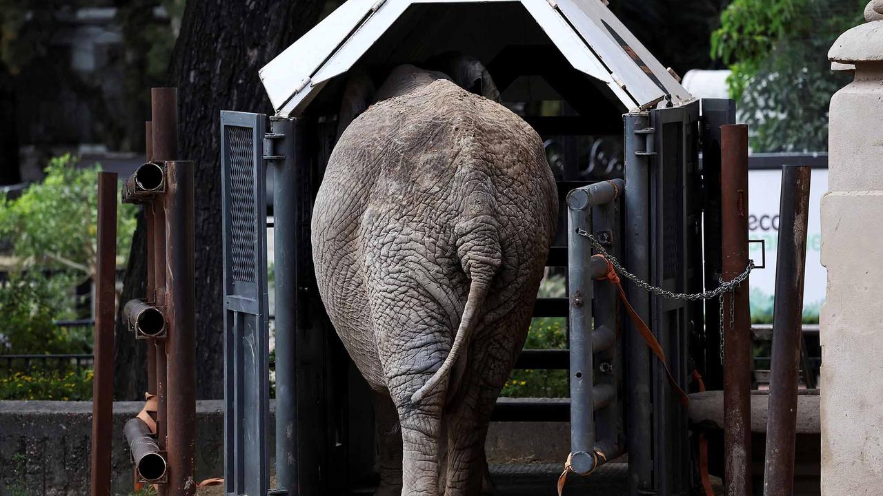 FOTO:  Kisah Pupy Menempuh Jarak 2700 Km untuk Kehidupan Baru di Suaka Gajah Brasil