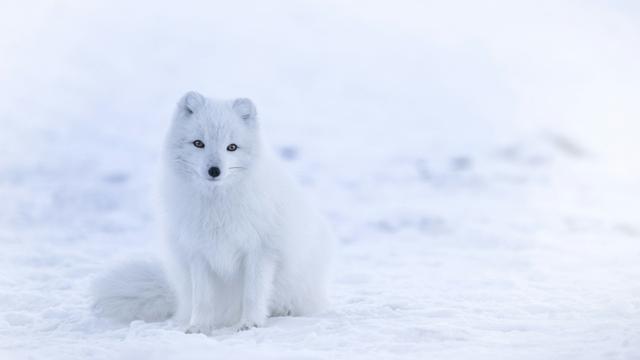 Arctic Fox