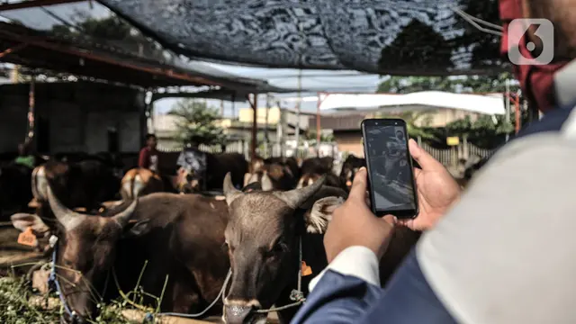 Geliat Pasar Hewan Kurban Virtual di Tengah Pandemi