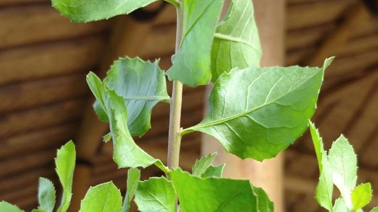 Namun, seperti halnya obat herbal lainnya, konsultasikan dengan dokter sebelum mengonsumsi secara rutin untuk memastikan kesesuaian dengan kondisi kesehatan individu.&nbsp;
