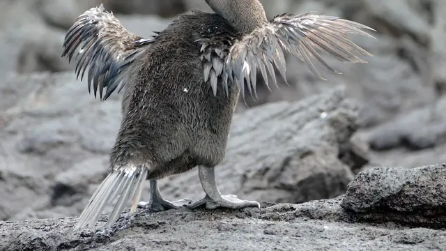 16 Burung Paling Eksotis dan Langka, Hanya Ada di Kepulauan Galapagos!