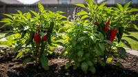7 Ide Kebun Cabai Kombinasi dengan Kemangi untuk Usir Hama, Bikin Sehat dan Produktif