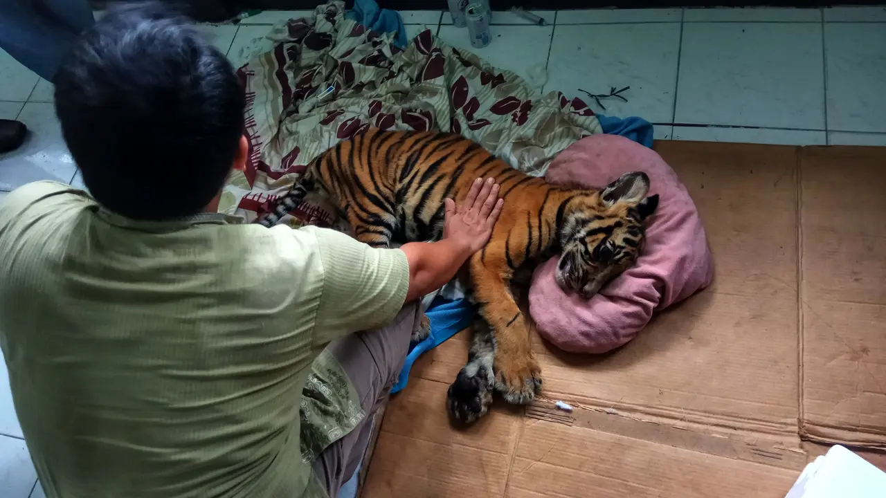 Harimau Sumatera