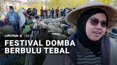 Festival Domba Berbulu Tebal