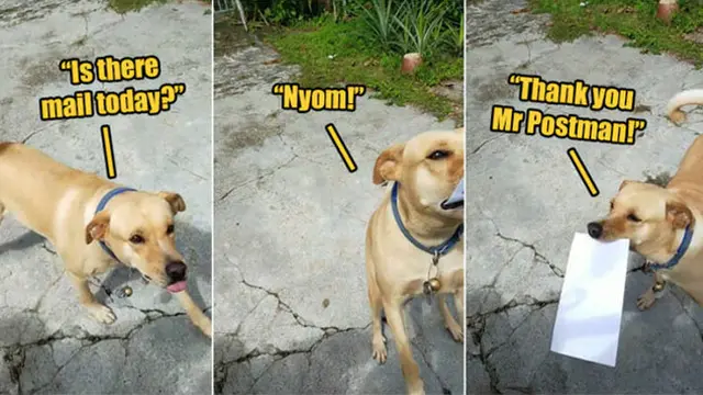 Viral Aksi Anjing Pintar Ambil Surat dari Kurir untuk Tuannya