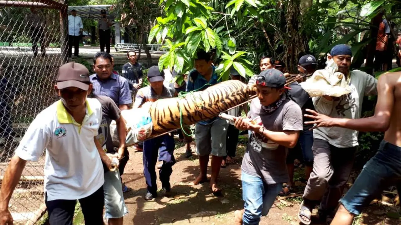Harimau Benggala di Kebun Binatang Mangkang, Semarang yang lepas dari kandang berhasil dilumpuhkan. (Foto: Liputan6.com/BKSDA Jateng/Muhamad Ridlo)