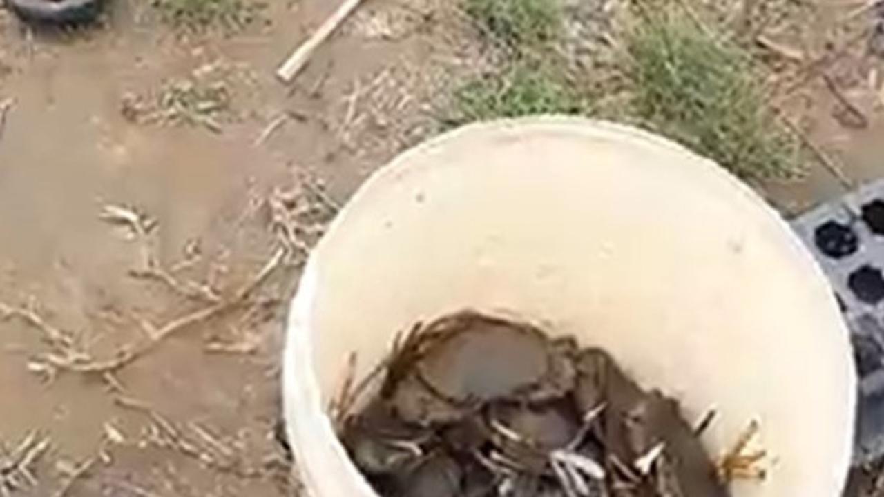 Kampung Kepiting Kutawaru