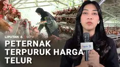 Harga Telur Terpuruk, Peternak Ayam di Ujung Tanduk