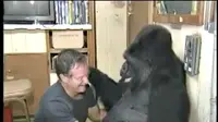 Almarhum aktor Robin Williams terekam pernah berbincang-bincang hangat dengan seekor gorilla.