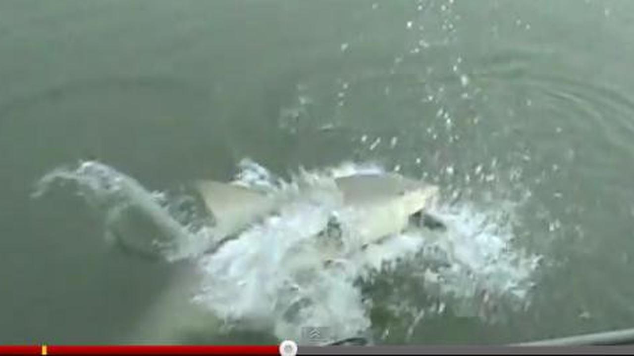 Video asyik mancing di sungai dapat hiu ditonton 3 juta orang