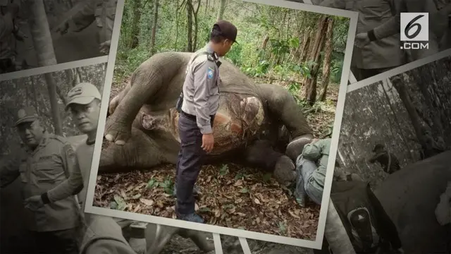 Seekor gajah ditemukan mati di Taman Nasional Way Kambas. Gigi dan gading sudah hilang saat gajah ditemukan.