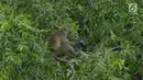 Monyet ekor panjang mencari makan di hutan Taman Marga Satwa Muara Angke, Jakarta,Sabtu (19/1). Muara Angke merupakan kawasan konservasi yang berlokasi di Jakut, yang salah satunya Monyet Ekor Panjang sekitar 148 ekor. (Merdeka.com/Imam Buhori)
