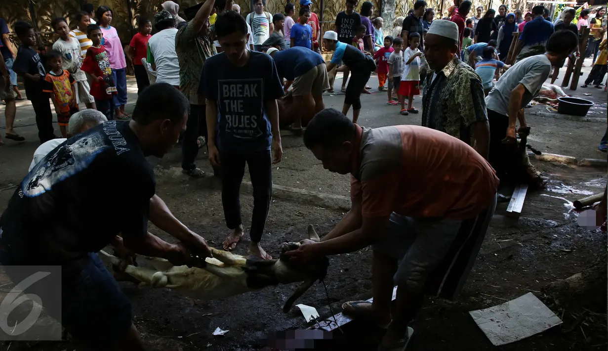 Hewan kurban berupa kambing siap disembelih oleh panitia di kawasan Musholla Al-Insani, Jakarta Selatan, Senin (12/9). Proses pemotongan hewan kurban menjadi tontonan warga yang sudah berdatangan ke lokasi sejak pagi. (Liputan6.com/Johan Tallo)