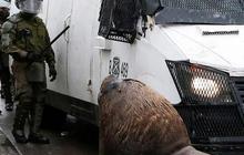 FOTO: Momen Singa Laut Turun ke Jalan Saat Demo Nelayan di Chile, Ikut Hadang Mobil Polisi