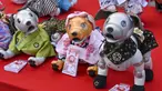 Robot peliharaan Sony Aibo dengan kostum ditampilkan dalam acara perayaan ulang tahun ketiga Aibo dan berharap kesehatan yang baik pada masa depan di Kuil Kanda, Tokyo, Jepang, Jumat (12/11/2021). (Kazuhiro NOGI/AFP)