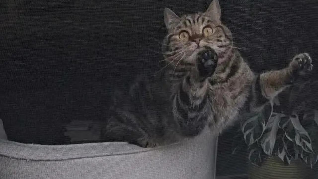 9 Cara Mengusir Kucing yang Suka Berak di Tempat Tertentu, Tak Mau Pindah
