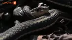 Salah langkah dalam menangani gigitan ular, maka akan berakibat fatal dalam tubuh.
