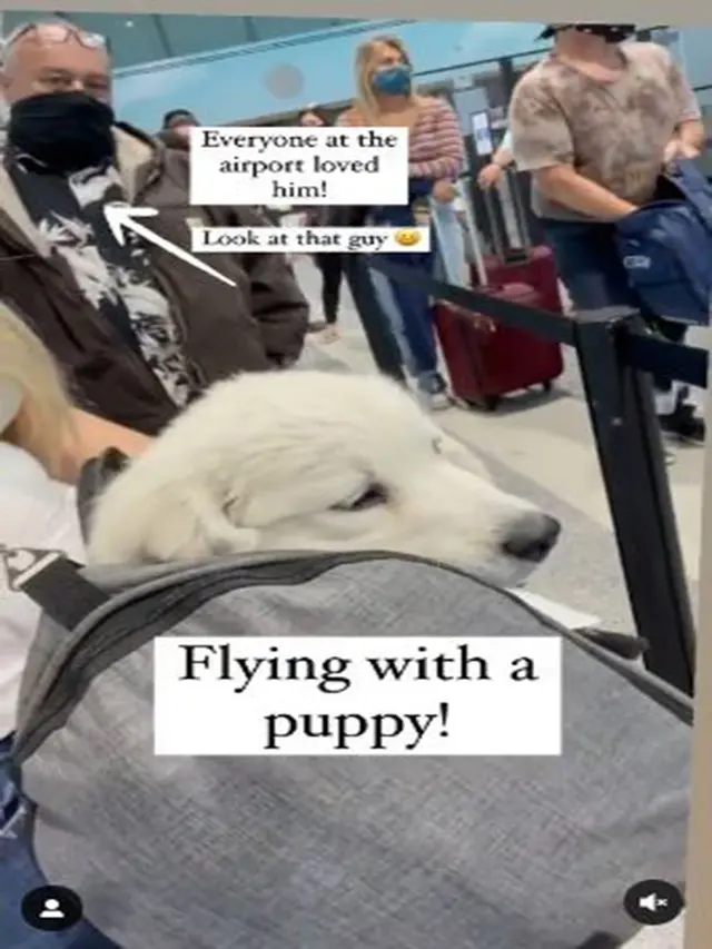 Foto Spike naik pesawat di dalam tas travelling