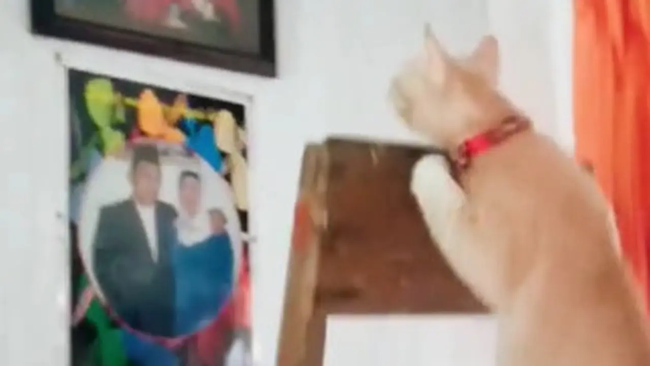 Kucing Oranye Dikenal Barbar, Begini Aksi Lucunya Saat Menangkap Tokek