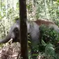 Gajah Kalimantan berukuran lebih kecil dibanding gajah lain, itulah penyebab gadingnya terus diburu. (foto: Liputan6.com/WWF/abdul jalil)