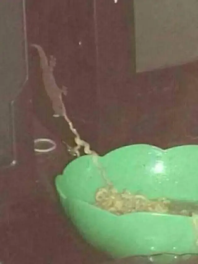 8 Penampakan Absurd Cicak di Dinding Ini Bikin Merinding