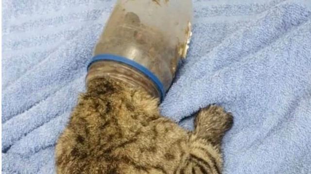 Kepala Tersangkut 2 Minggu Dalam Botol Kacang Kucing Ini Akhirnya Berhasil Diselamatkan Citizen6 Liputan6 Com