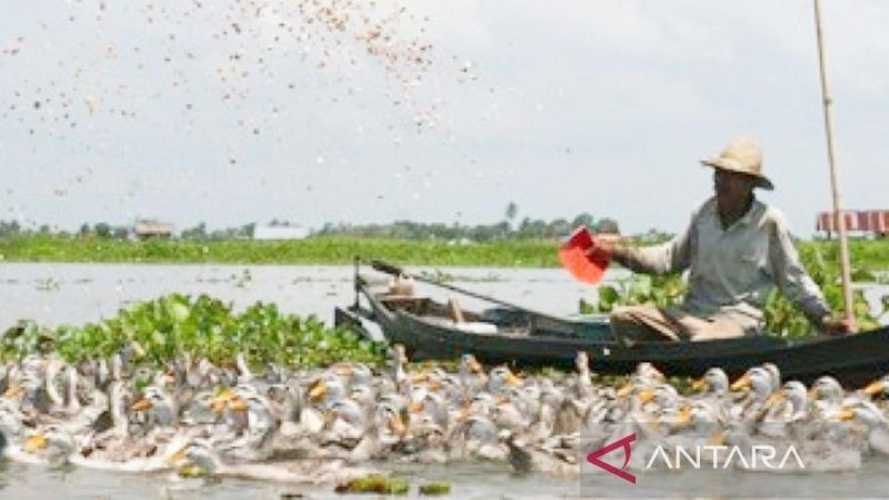 Pemkab HSU Fokus Revitalisasi Itik Alabio dan Kerbau Rawa Terintegrasi untuk Kesejahteraan