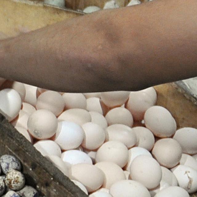 Wamentan Telur Arab Itu Nama Lain Telur Ayam Kampung Bisnis Liputan6 Com