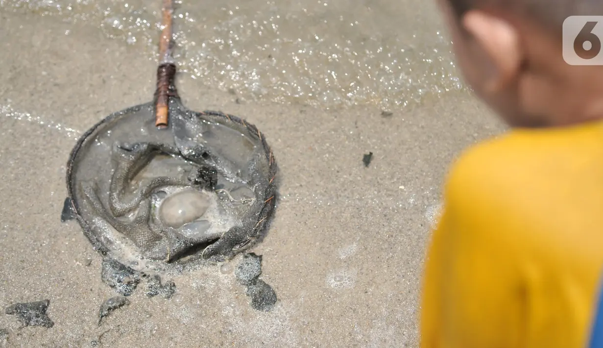 Ubur-ubur hasil tangkapan petugas di Pantai Lagoon, Ancol Taman Impian, Jakarta, Rabu (9/10/2019). Kawanan ubur-ubur yang bermunculan berjenis Spotted Jellyfish, Blubber, dan Sea Netle. (merdeka.com/Iqbal Nugroho)