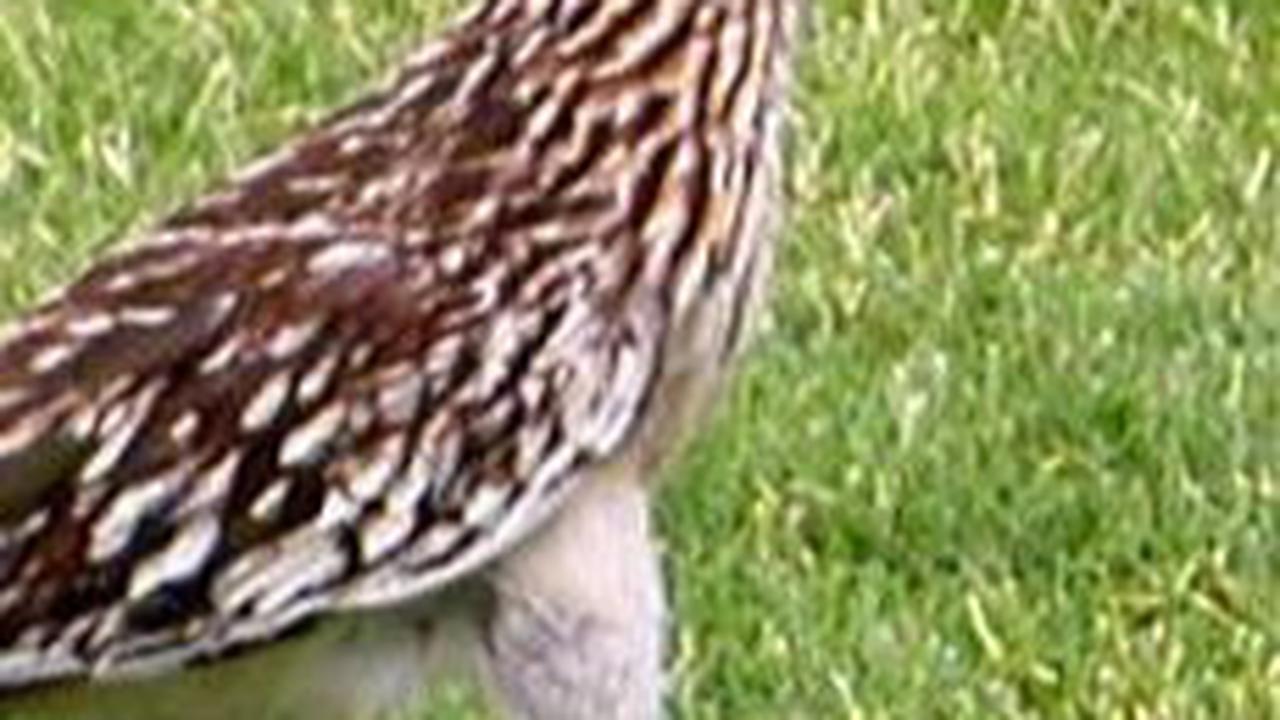 6. Roadrunner atau Burung Chapparal<br>
