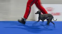 Seekor anjing Greyhound berkompetisi dalam European Dog Show 2021 di Budapest, Hungaria, 28 Desember 2021. European Dog Show 2021 berlangsung pada 28-31 Desember. (ATTILA KISBENEDEK/AFP)