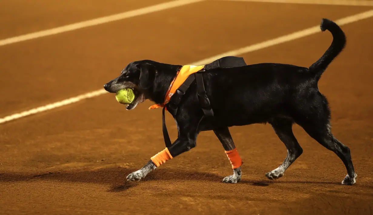 Seekor anjing yang akan diadopsi dari LSM Anonymous Paws melakukan pengambilan bola saat turnamen tenis Rio Open di Rio de Janeiro, Brasil, 15 Februari 2022. (AP Photo/Bruna Prado)