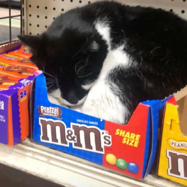 10 Potret Saat Kucing Menjaga Toko Ini Bikin Tepuk Jidat