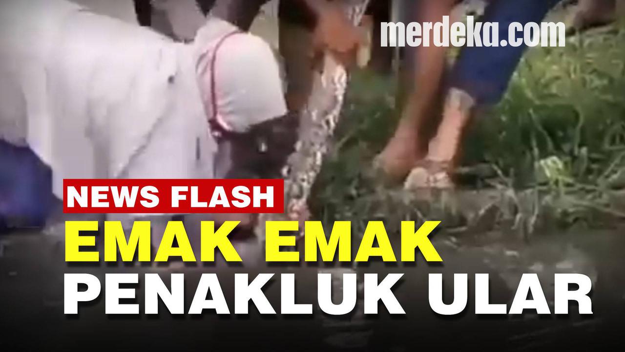 VIDEO: Enggak Ada Takut-Takutnya Si Emak, Sigap Banget Tangkap Ular Besar