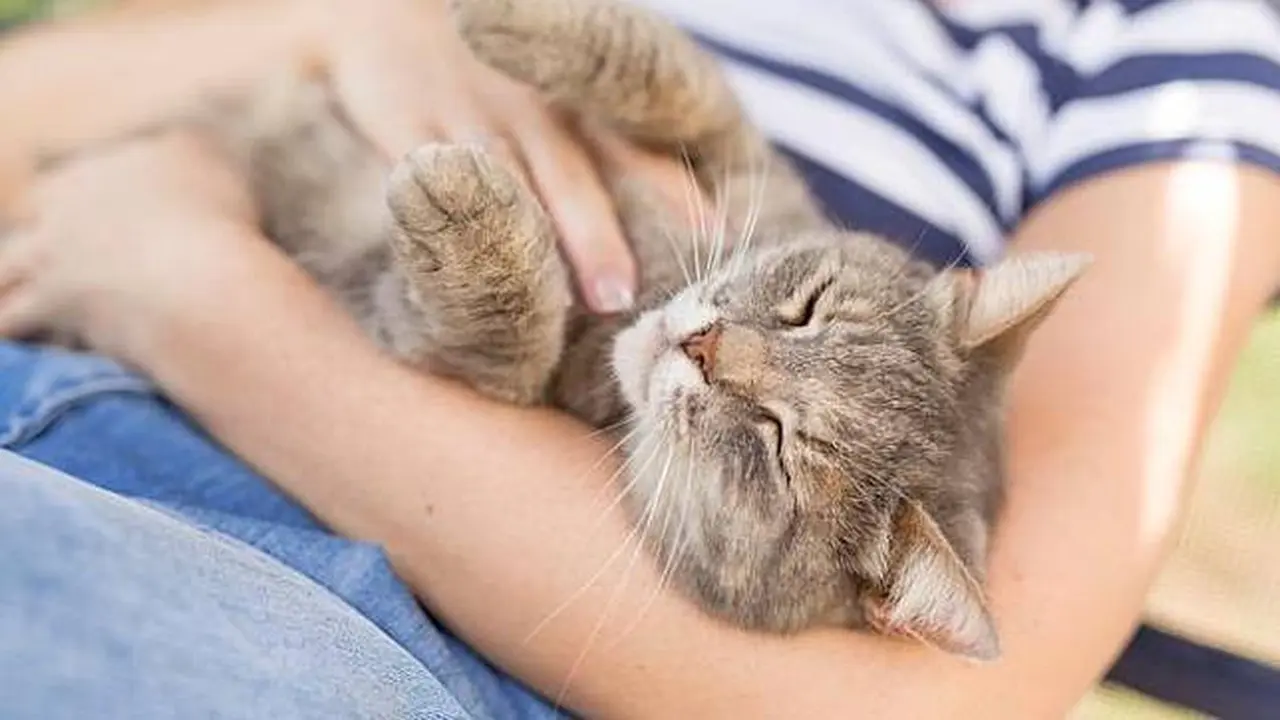Ini dia, Posisi Tidur yang Menunjukkan Kalau Kucing Hewan Penyayang
