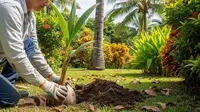 7 Cara Menanam Kelapa di Lahan Terbatas Lengkap dengan Perawatan Agar Cepat Berbuah