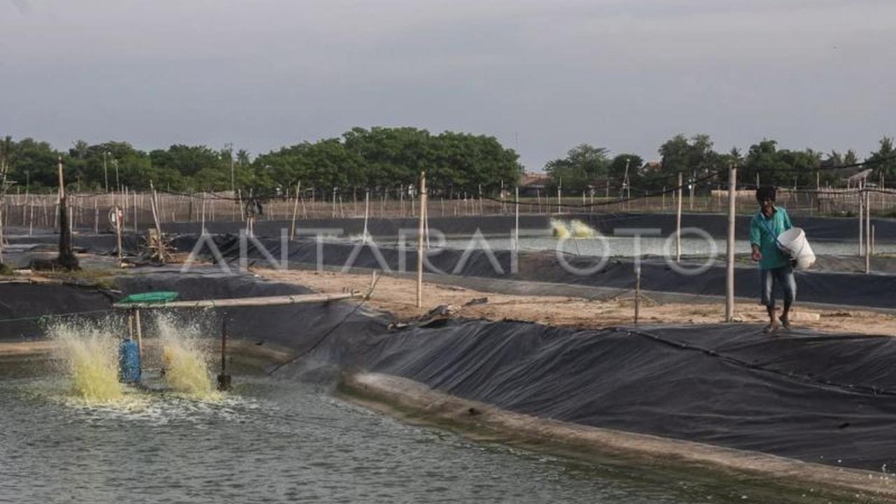 Pemkab Lebak Genjot Ekonomi Masyarakat Pesisir Melalui Pengembangan Tambak Udang Vaname