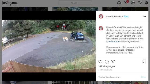 Nasib Naas Anjing Jenis Labrador