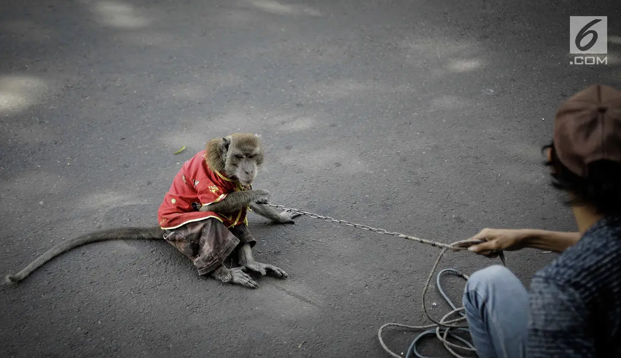 Seekor monyet duduk di atas aspal disela atraksi topeng monyet di kawasan Abdul Rachman Saleh, Jakarta, Sabtu (31/3). Bagi para penentangnya, pertunjukan topeng monyet dianggap melanggar etika terhadap hewan. (Liputan6.com/Faizal Fanani)