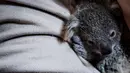 Seorang penjaga menggendong koala betina dewasa dengan bayinya yang berumur tujuh bulan di Kebun Binatang Lisbon, Lisbon, Portugal, 13 Februari 2020. Koala adalah sejenis hewan berkantung berasal dari Australia, memiliki waktu tidur sekitar 18 hingga 20 jam sehari. (PATRICIA DE MELO MOREIRA / AFP)