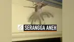 Seorang warga di Bali, Hari Toae dikejutkan dengan munculnya serangga aneh di langit-langit rumahnya. Ia sampai menyebut serangga itu 'alien' karena bentuknya yang aneh.